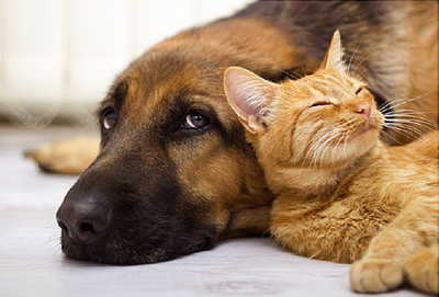 Animal de estimação e a quimioterapia